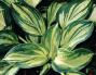 HOSTA - imagine 74300